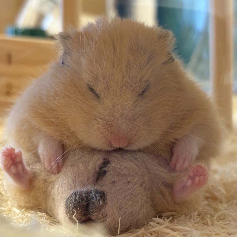 梅之進ちゃん