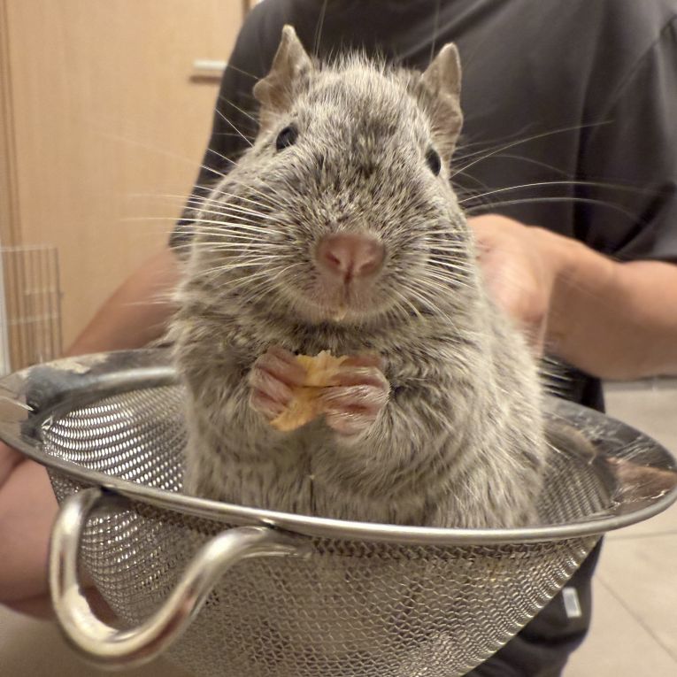 おもちちゃん