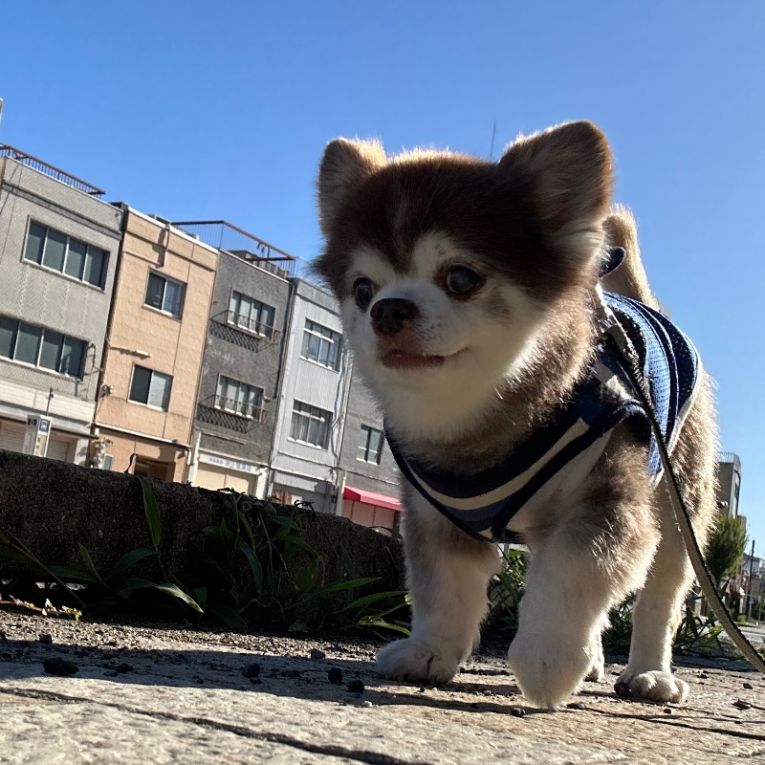 イチローちゃん