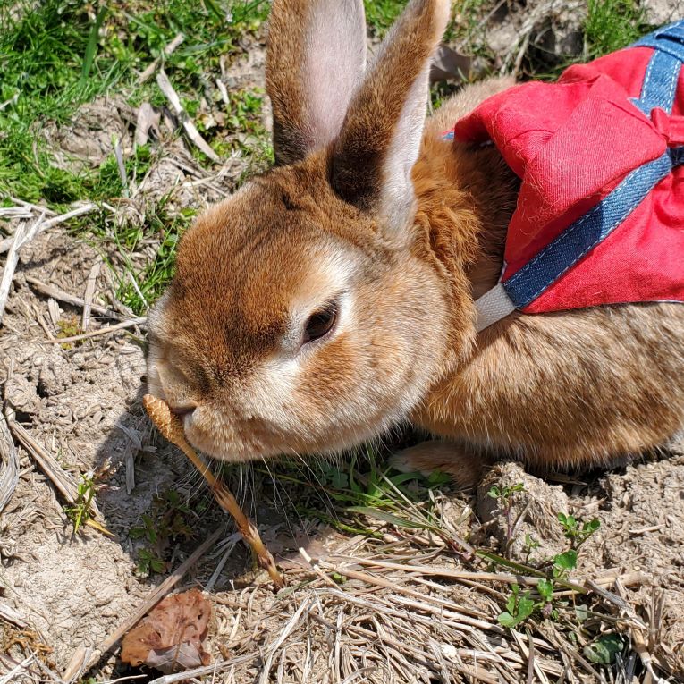 マフィンちゃん
