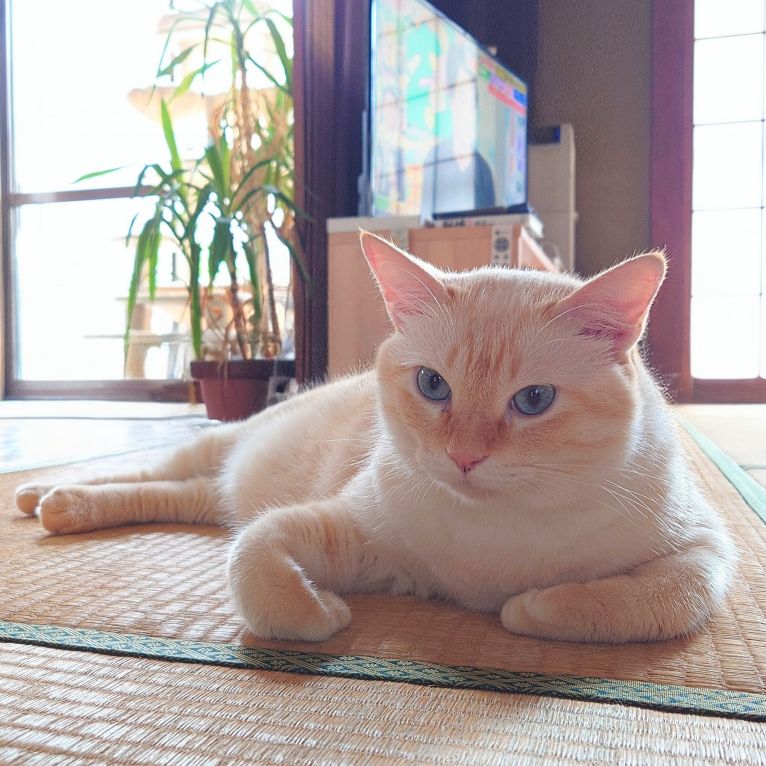 キキちゃんちゃん