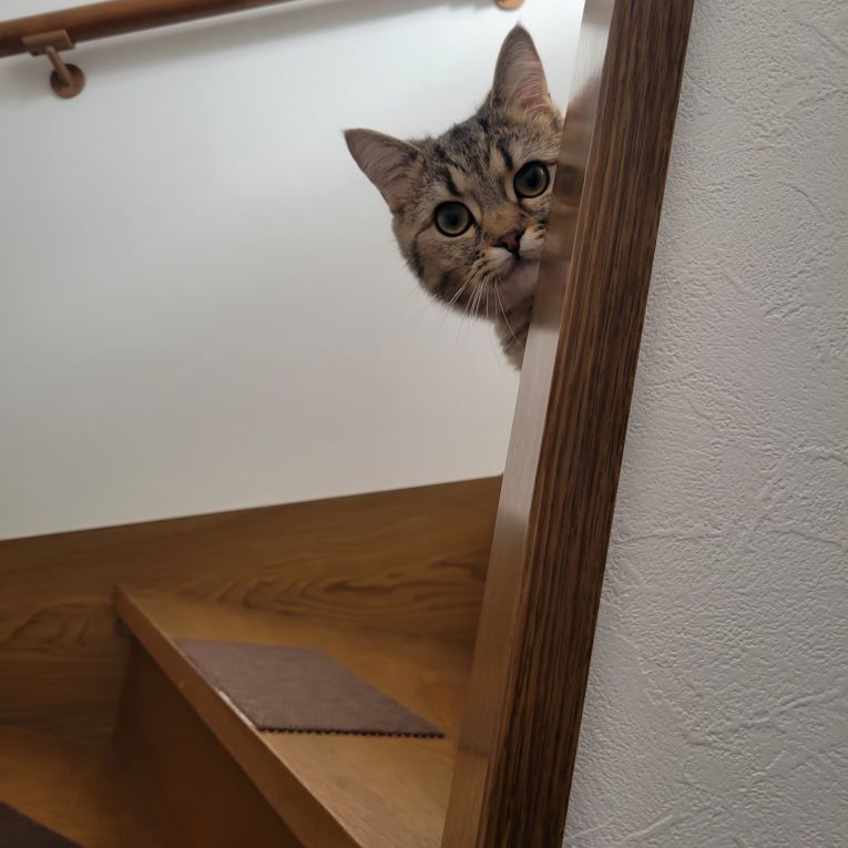 智雷ちゃん