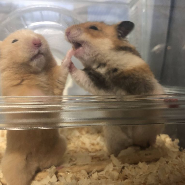 金ちゃん＆でんちゃんちゃん