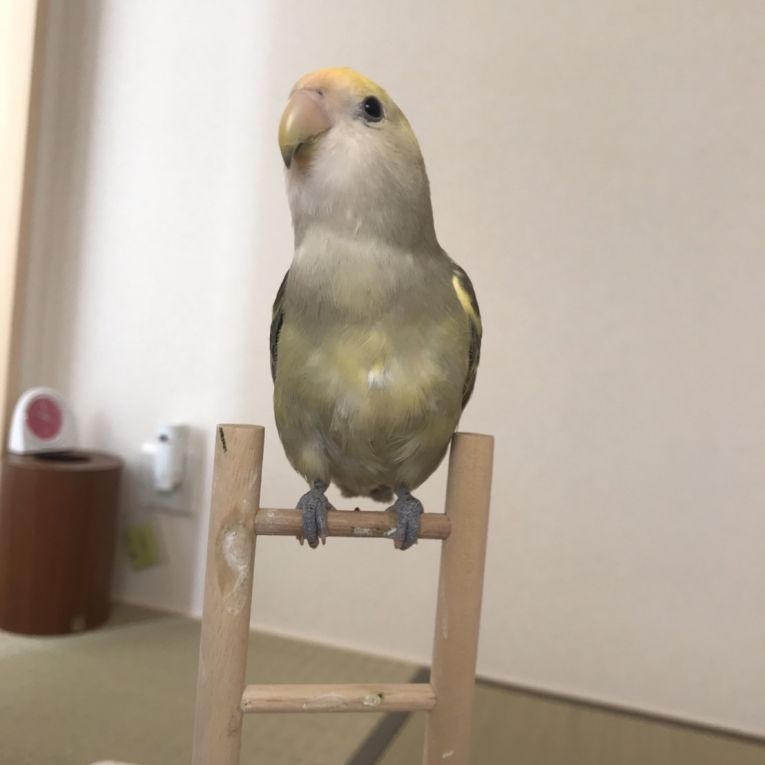 ヴェルデちゃん