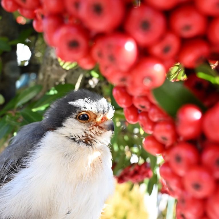 べっくんちゃん