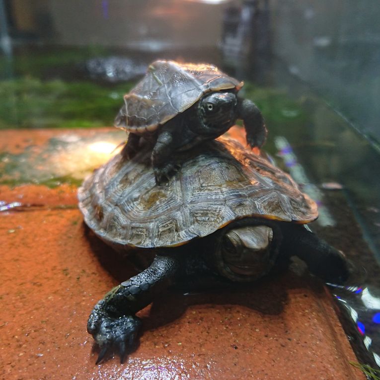 いしえもんちゃん