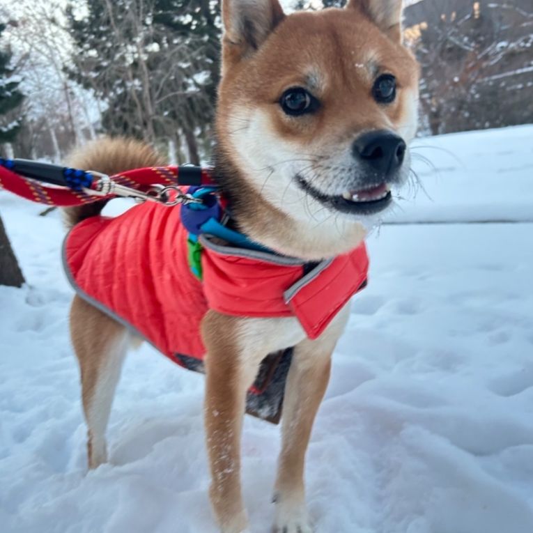 しんぞうちゃん