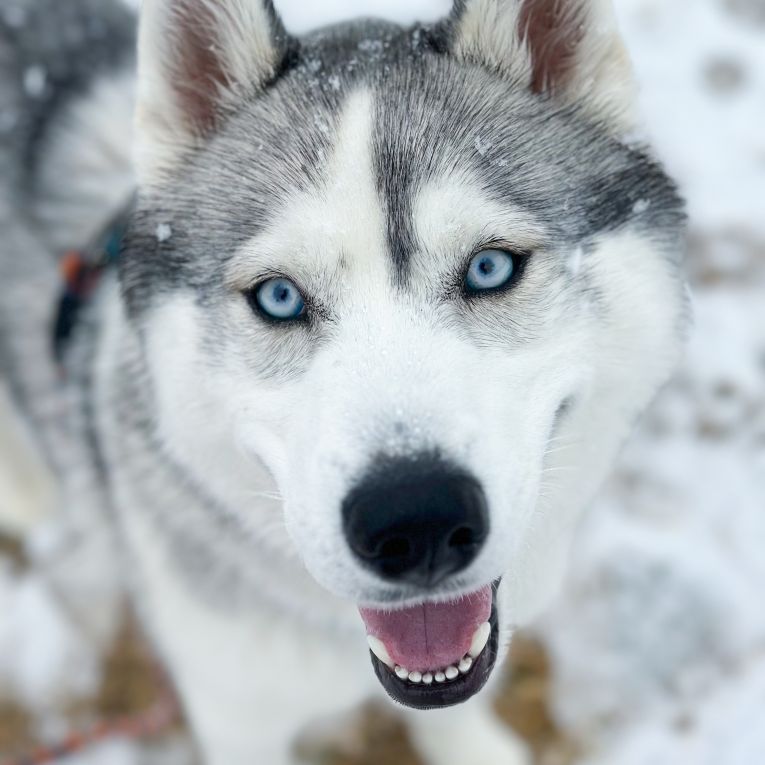 アルフレートちゃん
