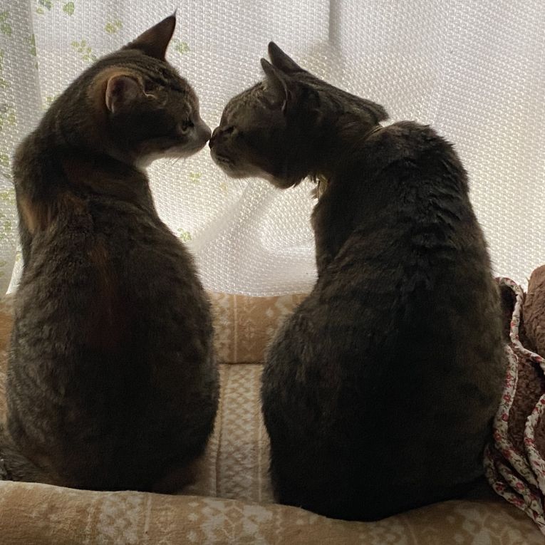 ハナとリンちゃん