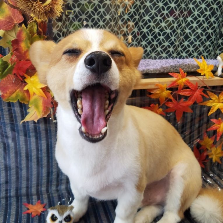 さすけちゃん