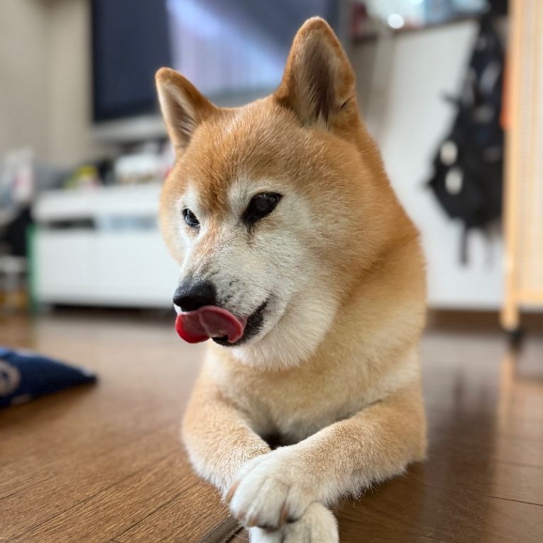 ろまんちゃん