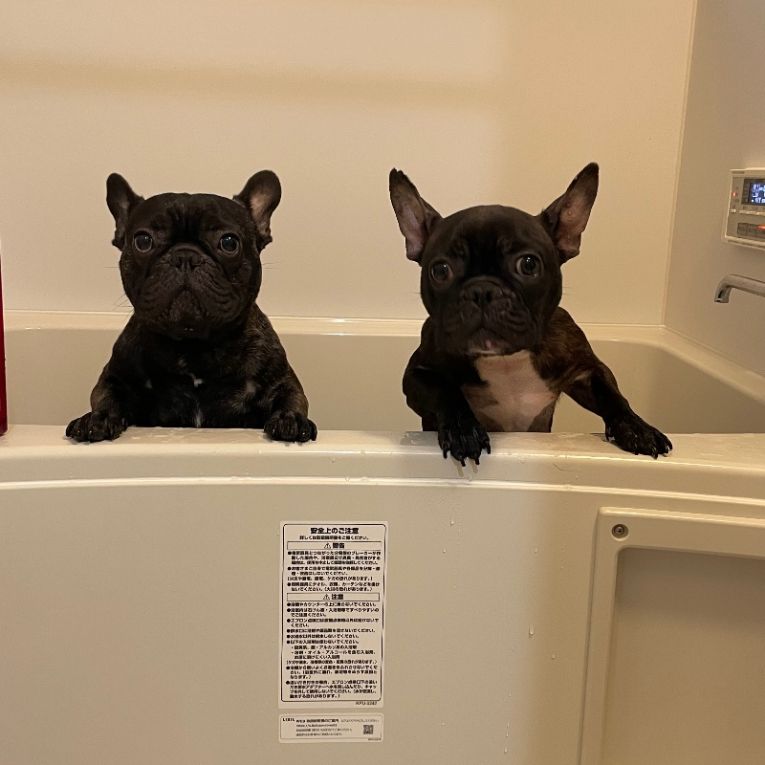 こてつだいちちゃん