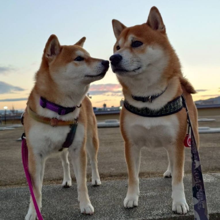 もも＆翔太ちゃん