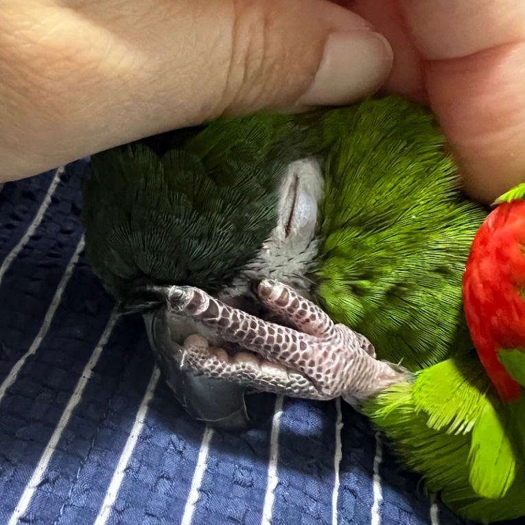 ノアちゃん