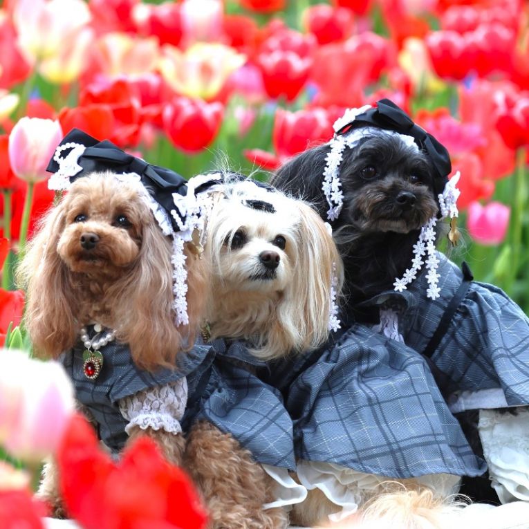 ミーナ クラリス ベルちゃん