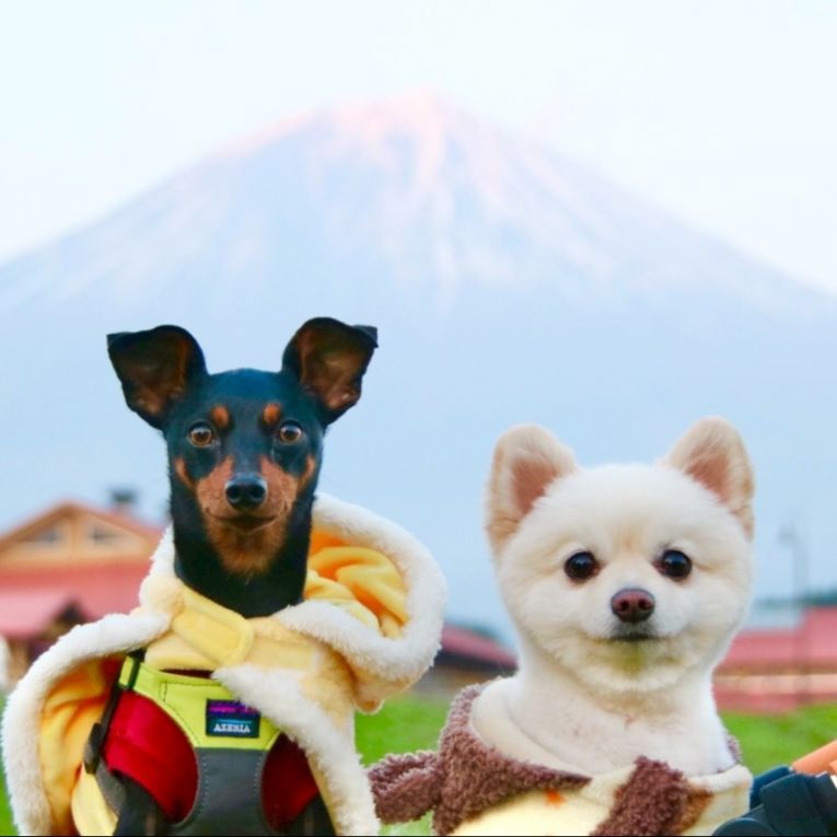 りん、こてつちゃん