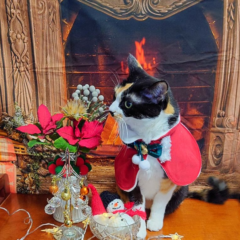 都ちゃんちゃん