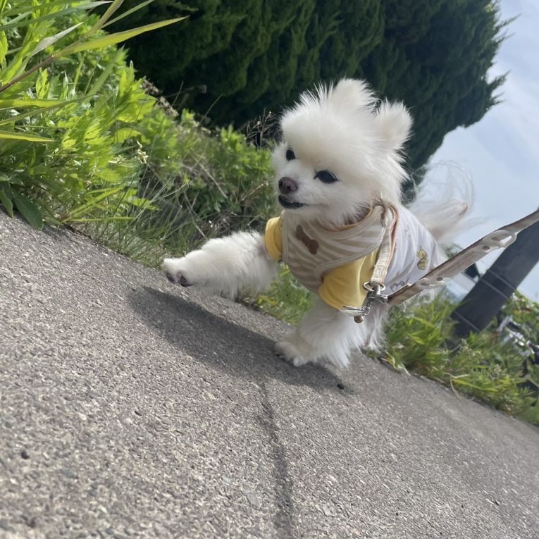 たまごちゃん