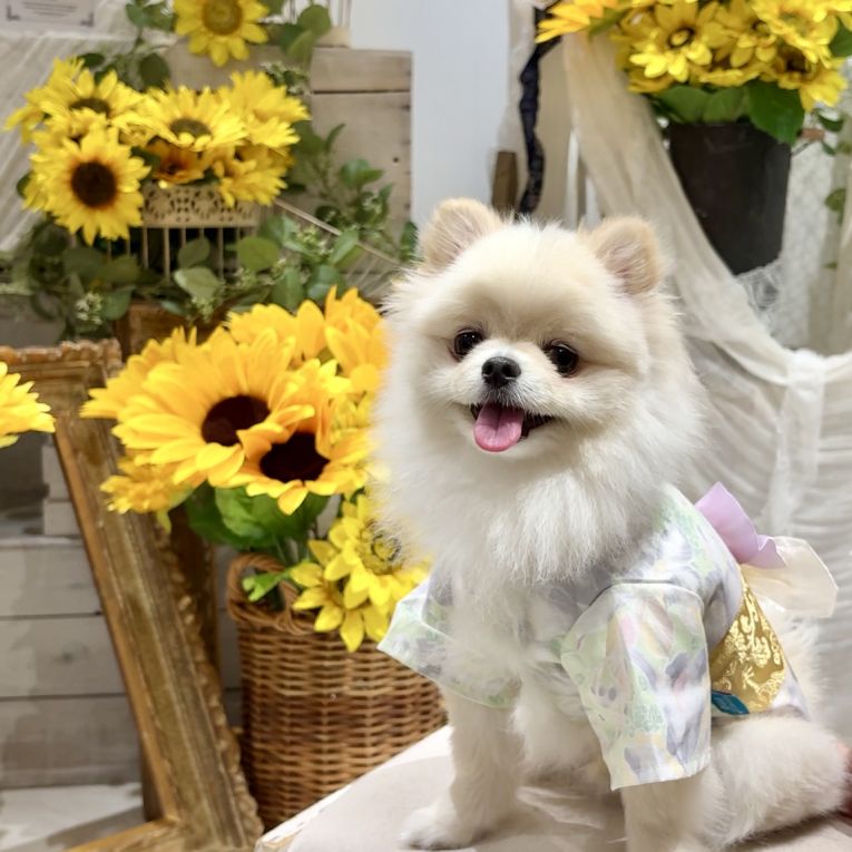 ティンクちゃん