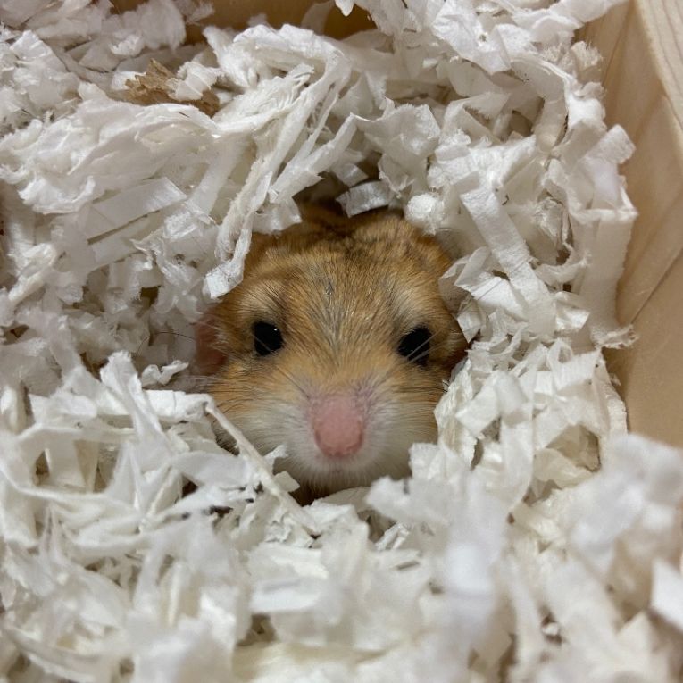 甜ちゃん