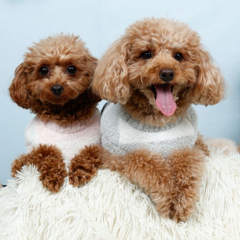 エスコとジルちゃん