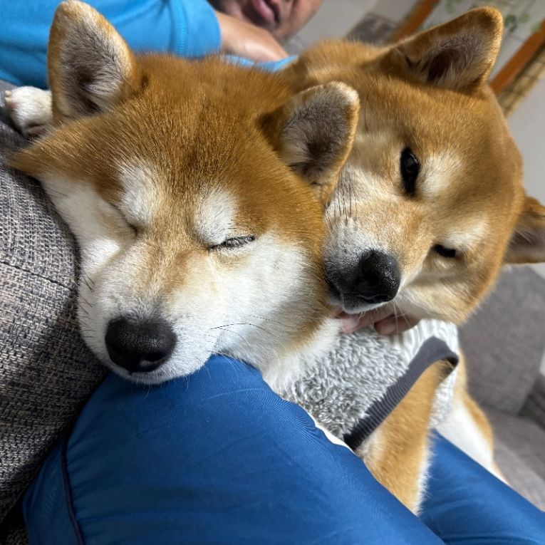まめきち　まるたちゃん