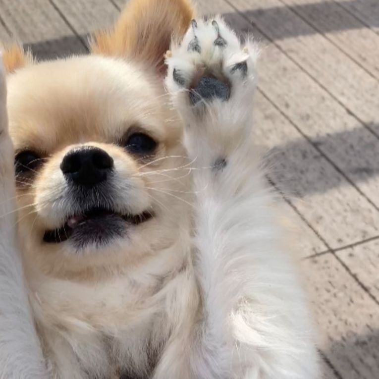 レンちゃん