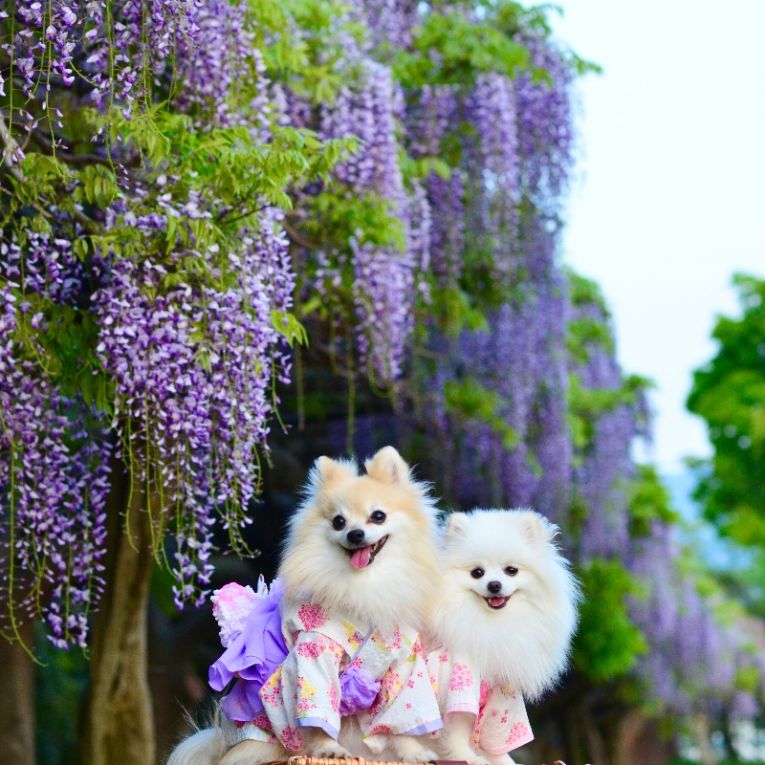 ルナ＆コトちゃん