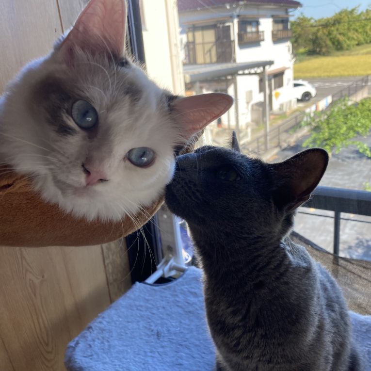 (左)ラム　(右)リムちゃん