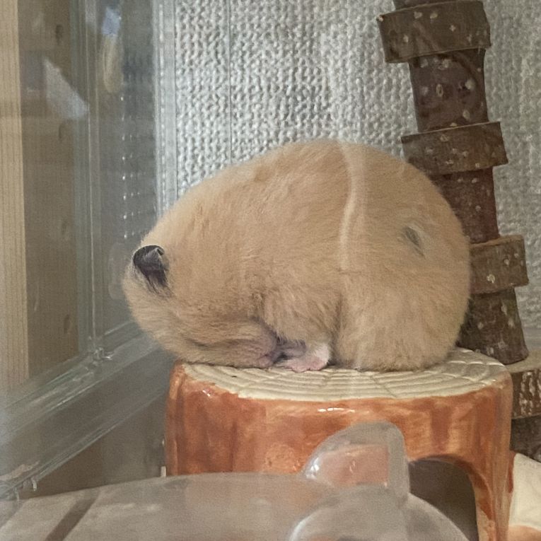 むぎちゃん