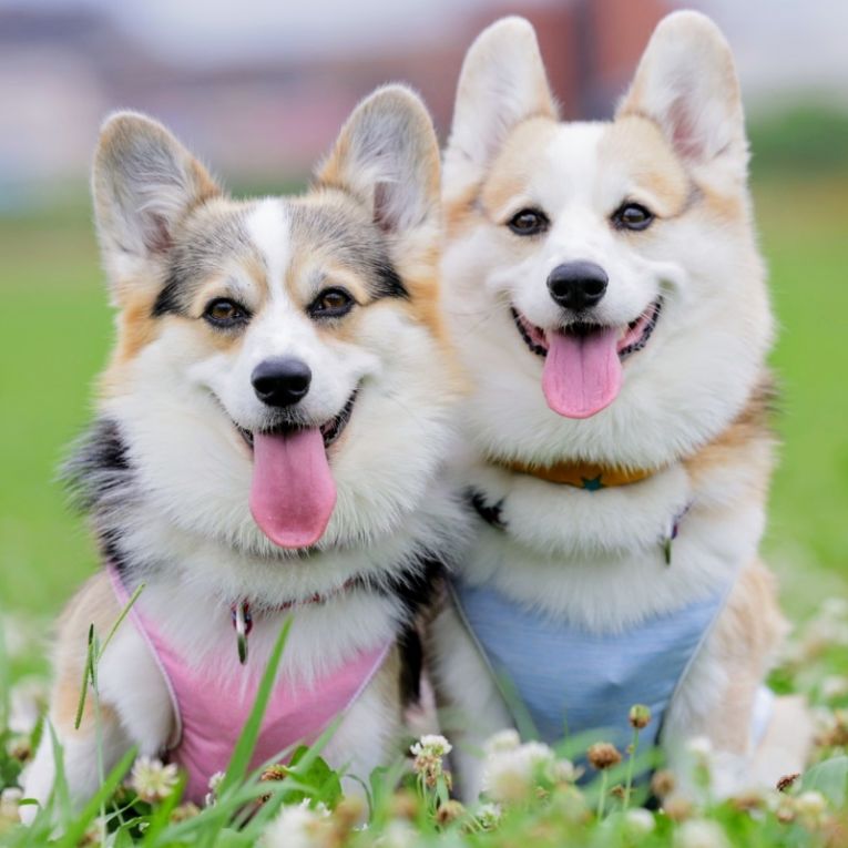 チップ　ララちゃん