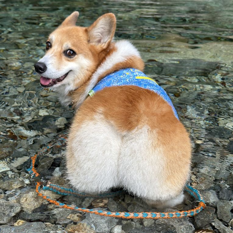 とわちゃん