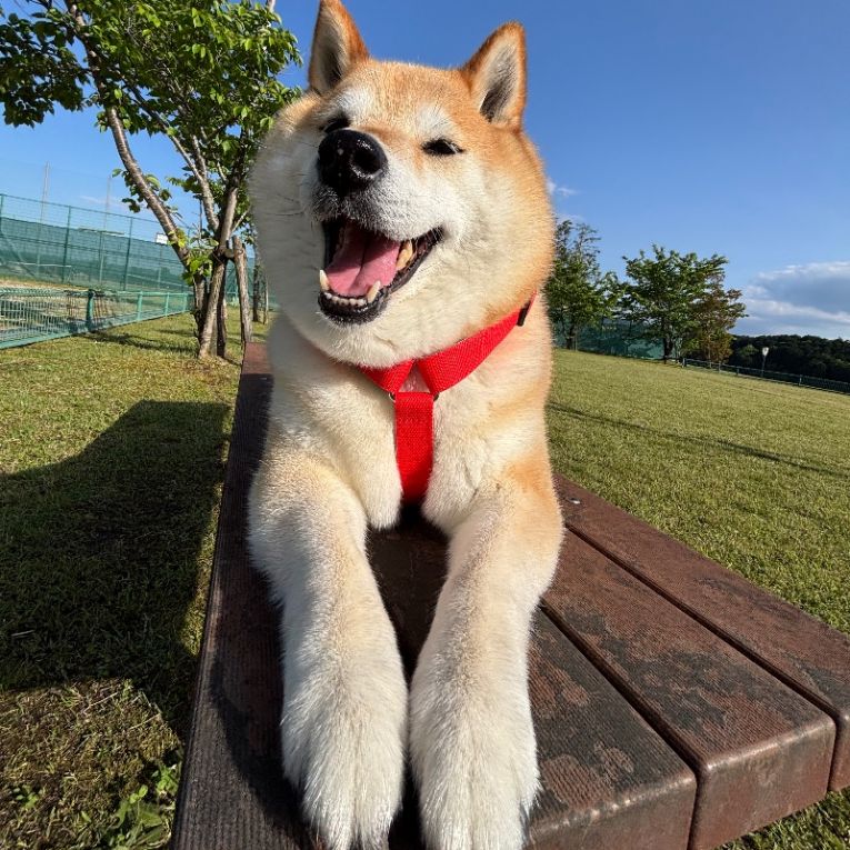 キラちゃん