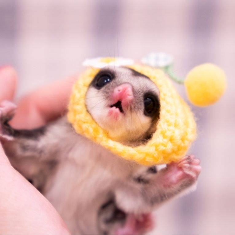 ももちゃん