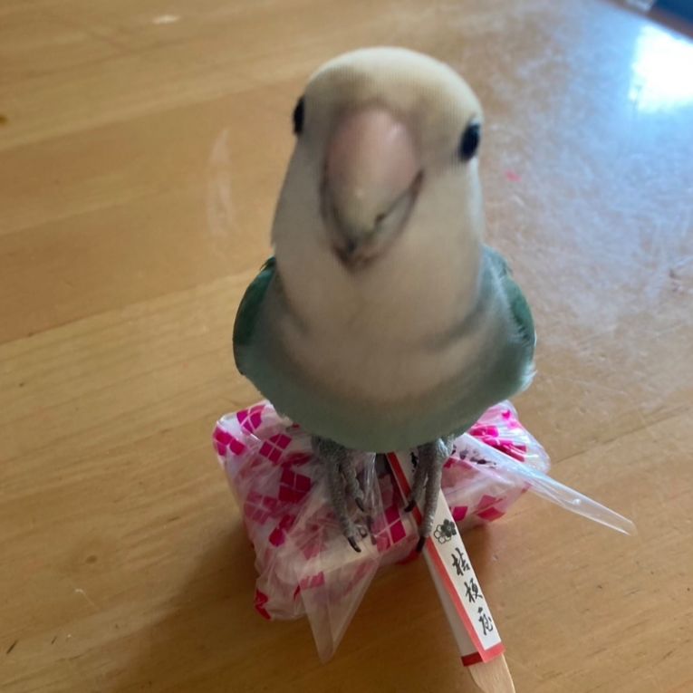 アクアちゃん
