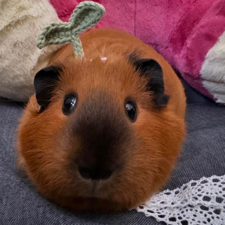 きくらげちゃん