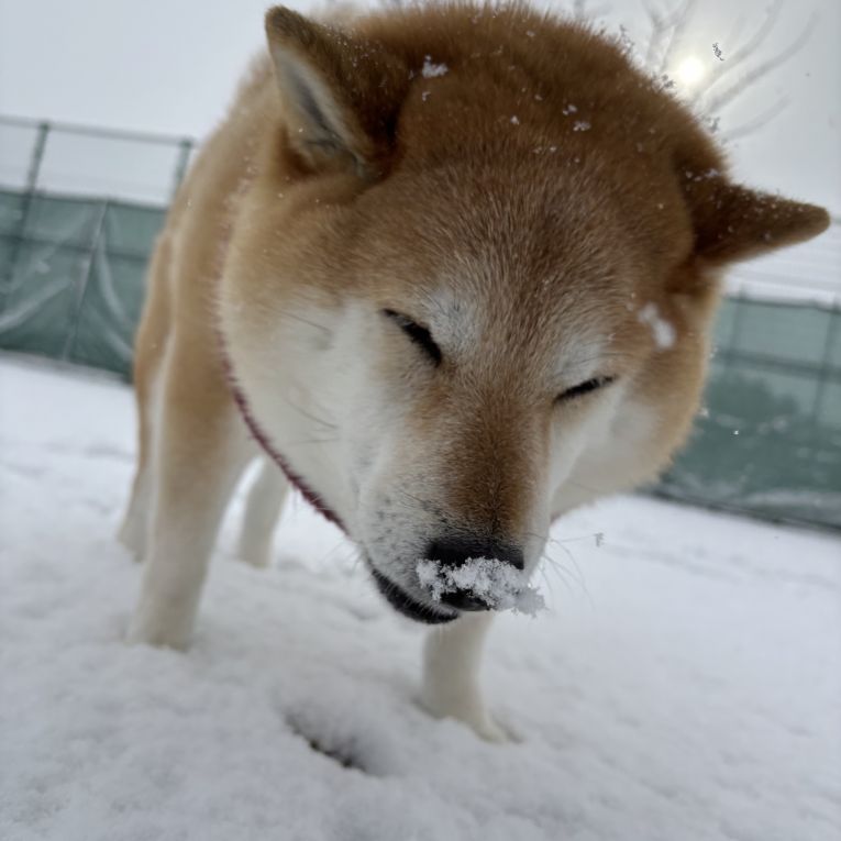 キラちゃん