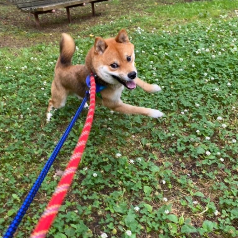 しんぞうちゃん