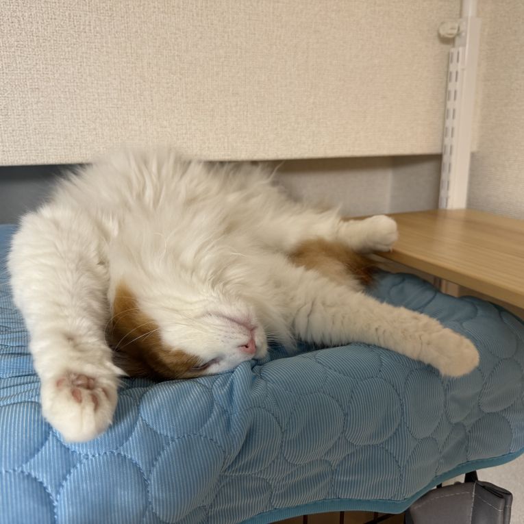 ニーナちゃん