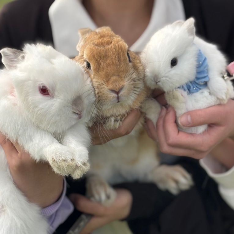 ミミ、大福、いちごちゃん