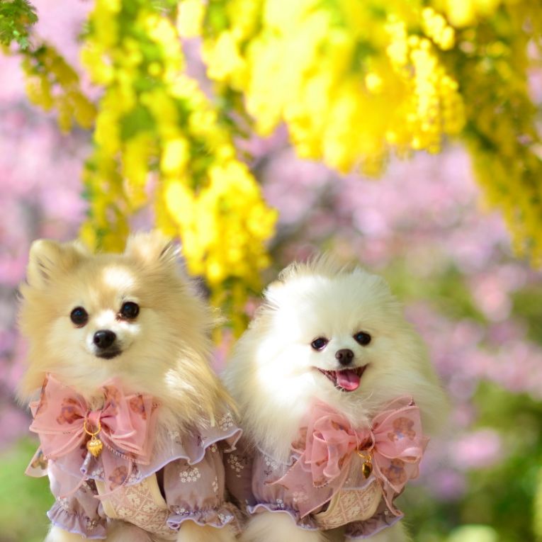 ルナ＆コトちゃん