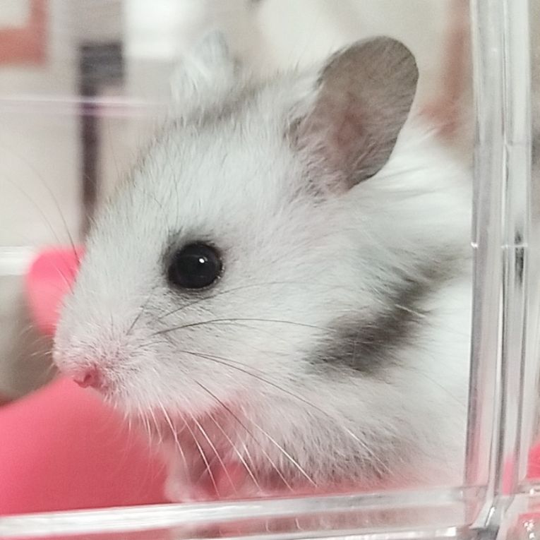 にるぎりちゃん