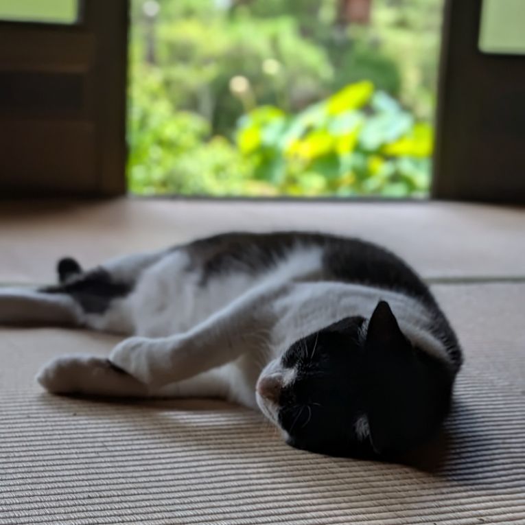 りんちゃんちゃん