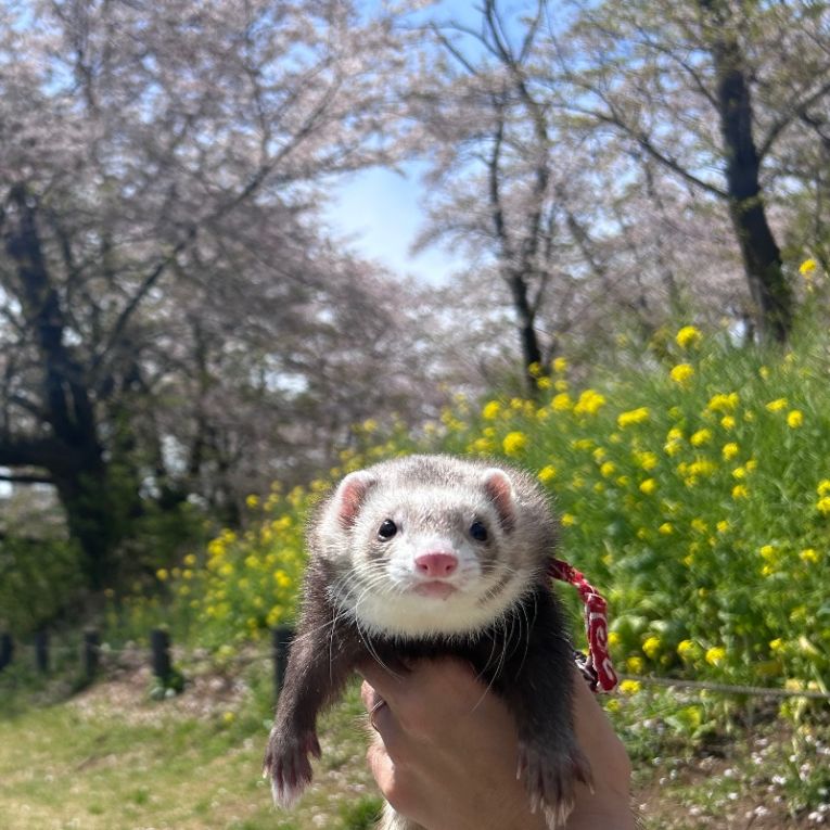 ぽぷちゃん