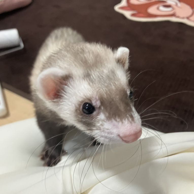 なっくるちゃん