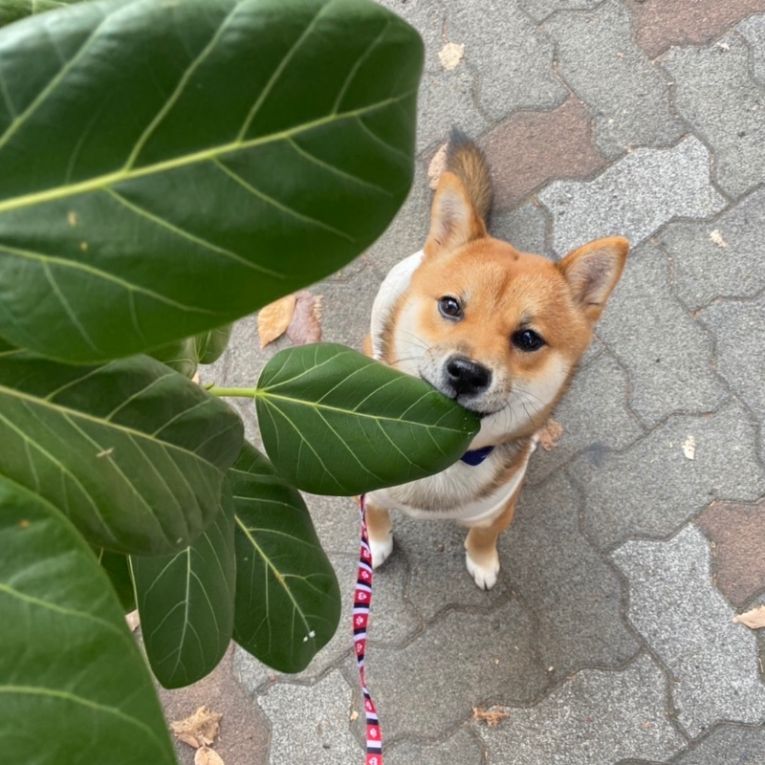 しんぞうちゃん