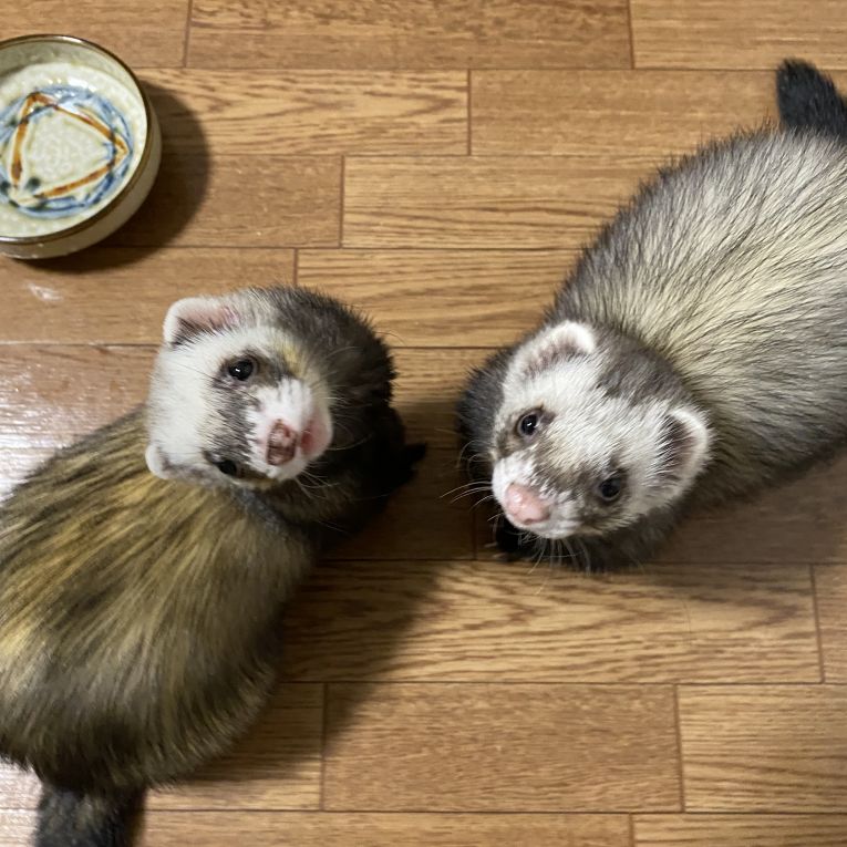 とろろ　おれおちゃん