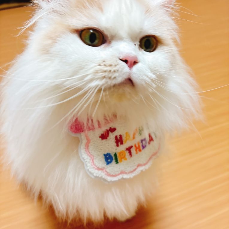 ぽぽまるこちゃん