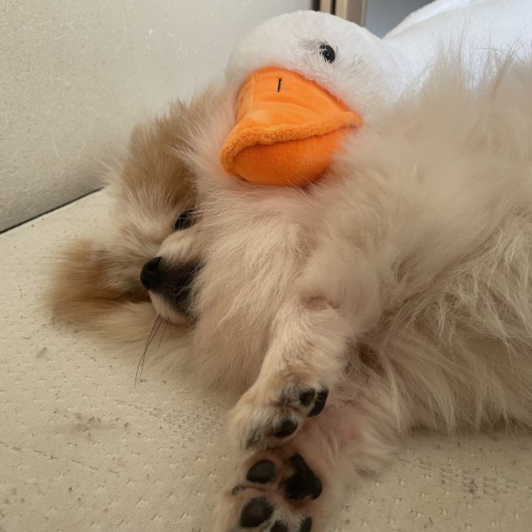 まめ汰ちゃん