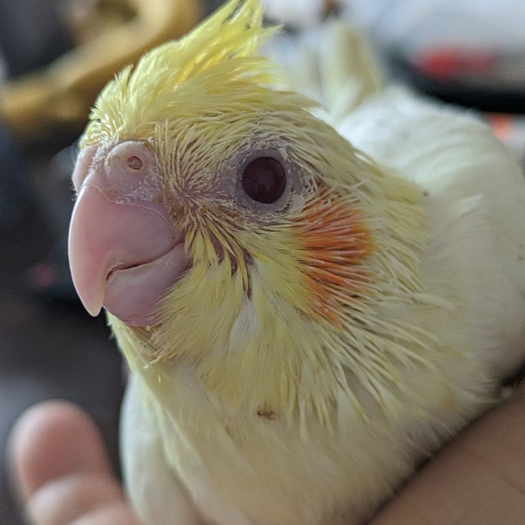 ぴーちゃんちゃん